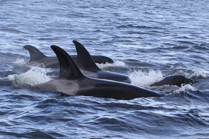 Whale Watching Adventure from Vancouver BC - Analyzing the Value and Practicalities