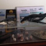 Whale Watching Adventure - leaded by marine biologist. - Exploring the Details of the Whale Watching Tour