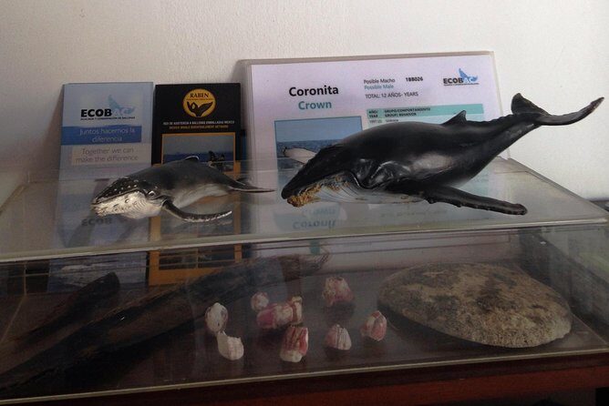 Whale Watching Adventure - leaded by marine biologist. - Exploring the Details of the Whale Watching Tour