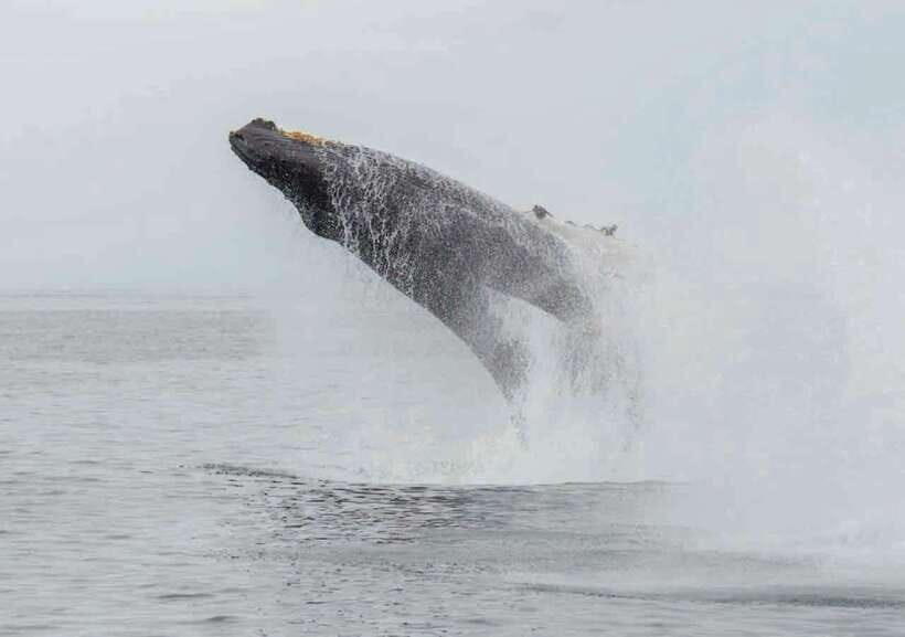 Whale Watching Boat Tour from Galle - Who Will Love This Tour?