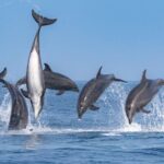 Whale-Watching Cruise from Newport Beach - Who Should Consider This Tour?