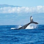 Whale Watching Cruise in Honolulu - The Experience: What Travelers Are Saying