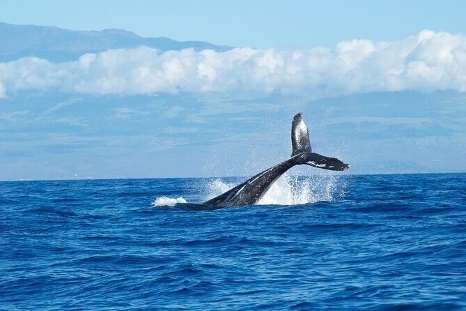 Whale Watching Cruise in Honolulu - The Experience: What Travelers Are Saying
