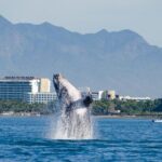 Whale Watching Cruise In Puerto Vallarta & Nuevo Vallarta - Who Will Love This Tour?