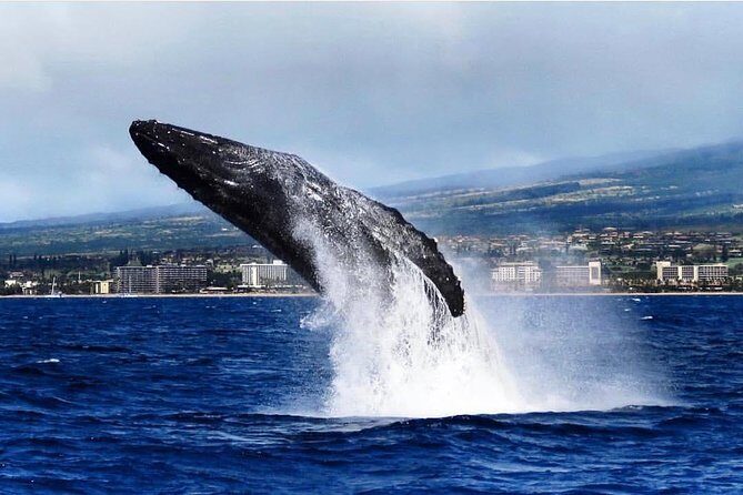 Whale Watching Cruise with Open Bar from Ka'anapali Beach - FAQ