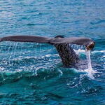 Whale Watching Day Tour to Mirissa - Key Points