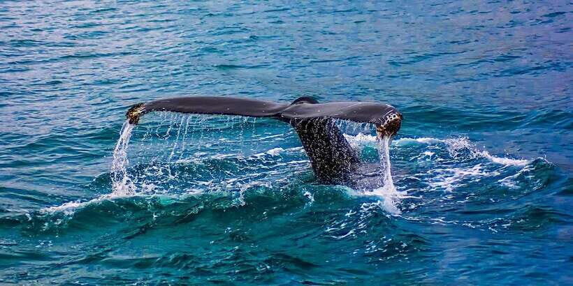 Whale Watching Day Tour to Mirissa - Key Points