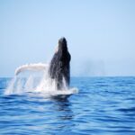 Whale Watching Expedition on Kauai - Who Will Love This Tour?