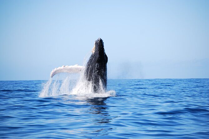 Whale Watching Expedition on Kauai - Who Will Love This Tour?