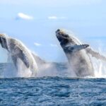 Whale Watching Experience - Frequently Asked Questions