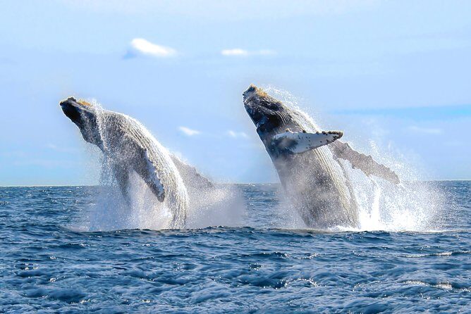 Whale Watching Experience - Frequently Asked Questions