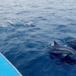Whale Watching from Ahangama - A Practical Guide to Whale Watching from Ahangama