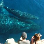 Whale Watching from Ma'alaea Harbor - Who Should Consider This Tour?
