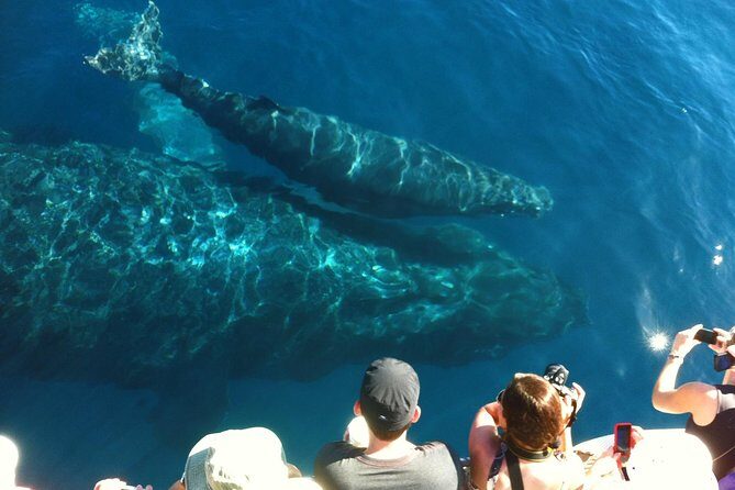 Whale Watching from Ma'alaea Harbor - Who Should Consider This Tour?