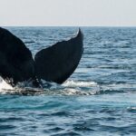 Whale Watching Guaranteed Experience in Puerto Vallarta - What to Expect on the Tour