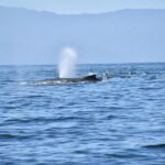 Whale Watching Guaranteed Experience in Puerto Vallarta - A detailed look at what makes this tour stand out