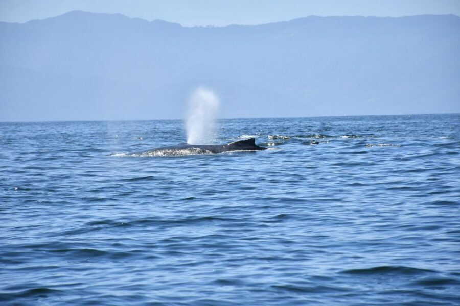 Whale Watching Guaranteed Experience in Puerto Vallarta - A detailed look at what makes this tour stand out