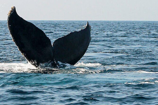 Whale Watching Guaranteed Experience in Puerto Vallarta - What to Expect on the Tour