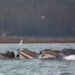 Whale-watching, Icy point, Hoonah , whales, Orca, killer-whales. - Who Will Love This Tour?