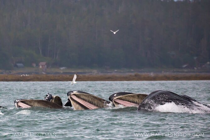 Whale-watching, Icy point, Hoonah , whales, Orca, killer-whales. - Who Will Love This Tour?