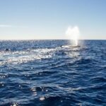 Whale Watching in Cabo San Lucas on board our Luxury Trimaran! - Frequently Asked Questions
