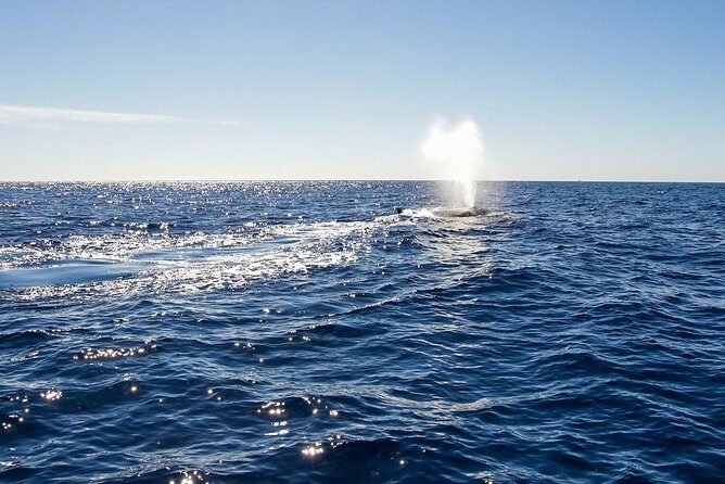 Whale Watching in Cabo San Lucas on board our Luxury Trimaran! - Frequently Asked Questions