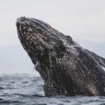 Whale Watching in La Paz  Gray Whale Encounter - The Itinerary and Its Highlights