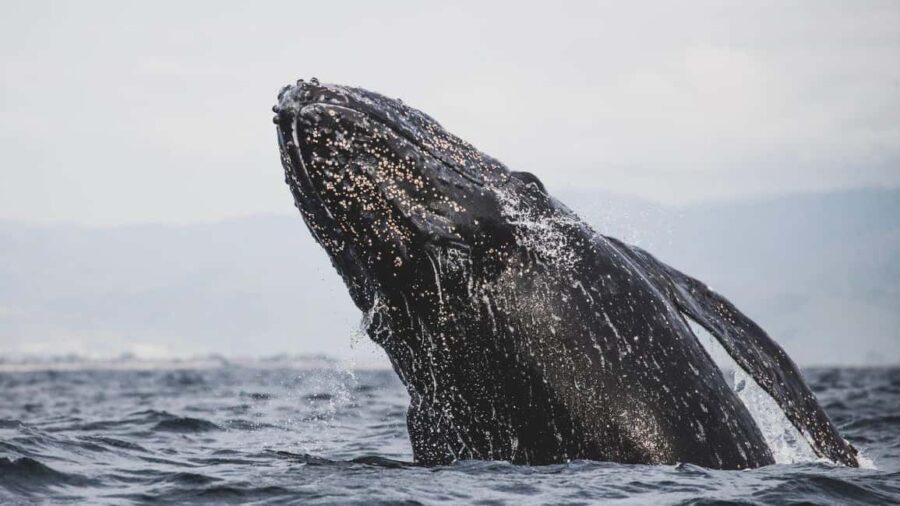 Whale Watching in La Paz  Gray Whale Encounter - The Itinerary and Its Highlights