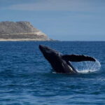 Whale Watching in San Jose del Cabo - Why This Tour Offers Excellent Value
