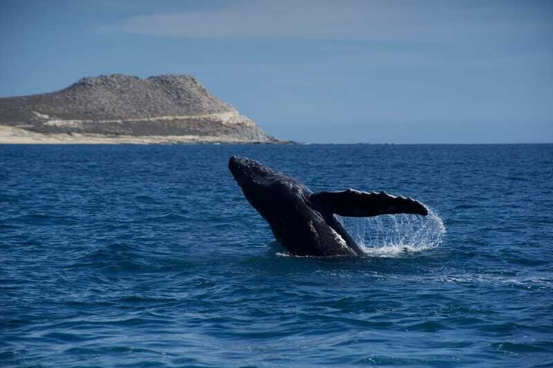 Whale Watching in San Jose del Cabo - Why This Tour Offers Excellent Value