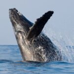 Whale Watching & Late Breakfast Cruise in Honolulu - The Itinerary and Experience in Detail