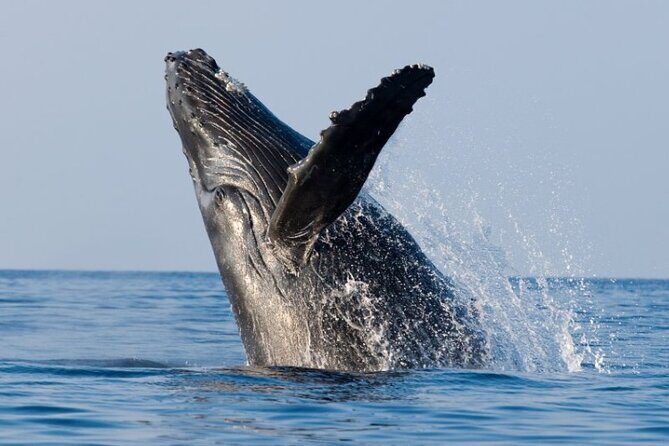 Whale Watching & Late Breakfast Cruise in Honolulu - The Itinerary and Experience in Detail