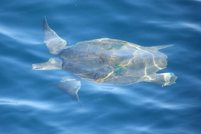 Whale Watching Mirissa with (WWC) - Key Points