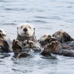 Whale Watching Monterey Bay semi-private limited to 6 people max - The Sum Up: Is It Worth It?