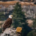 Whale Watching Nanaimo Open Boat Tour - Diving Deep Into the Experience