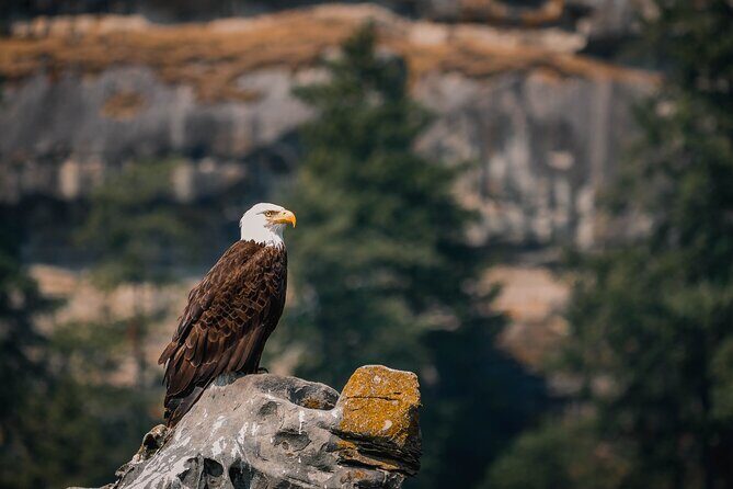Whale Watching Nanaimo Open Boat Tour - Diving Deep Into the Experience