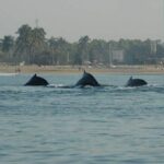 Whale watching tour - Why Choose This Whale Watching Experience?