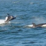 Whale Watching Tour from Anacortes - Why This Tour Stands Out