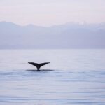 Whale-Watching Tour from Vancouver - Final Thoughts