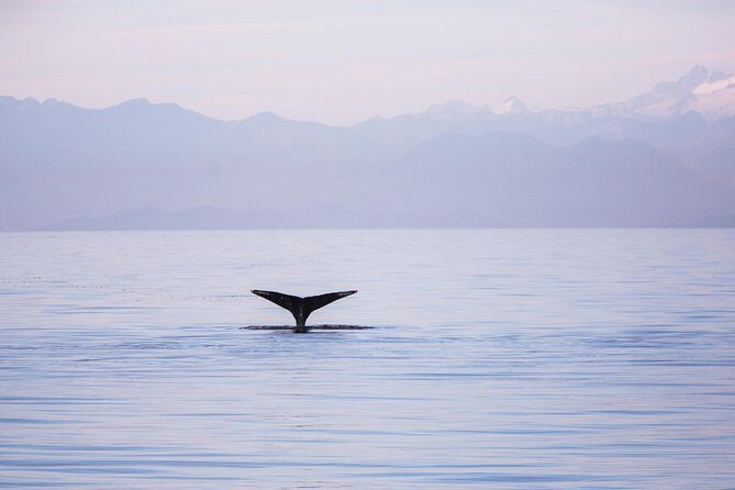Whale-Watching Tour from Vancouver - Final Thoughts