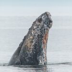 Whale Watching Tour in a Zodiac Boat in Victoria - FAQ