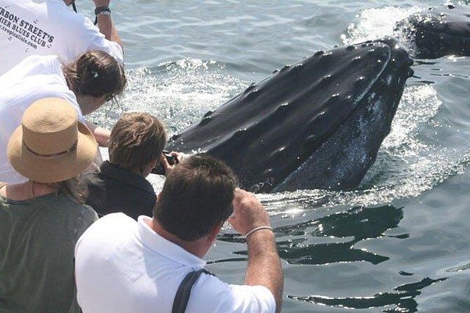 Whale Watching Tour in Gloucester - Who Will Appreciate This Tour?
