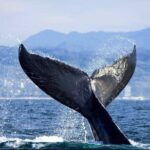 Whale Watching Tour in Puerto Vallarta - Transportation and Logistics