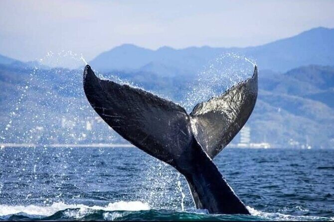 Whale Watching Tour in Puerto Vallarta - Transportation and Logistics
