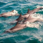 Whales & Dolphin Watching Day Tour including Handunugoda Teafactory - Analyzing the Value of This Tour