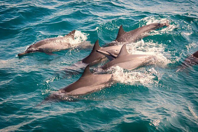 Whales & Dolphin Watching Day Tour including Handunugoda Teafactory - Analyzing the Value of This Tour