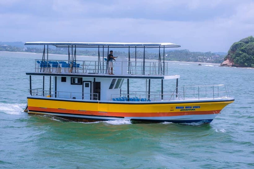 Whales & Dolphin Watching with The Pioneers - Who Should Consider This Tour?