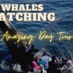 Whales Watching Mirissa Day Tour - Who Will Love This Tour?