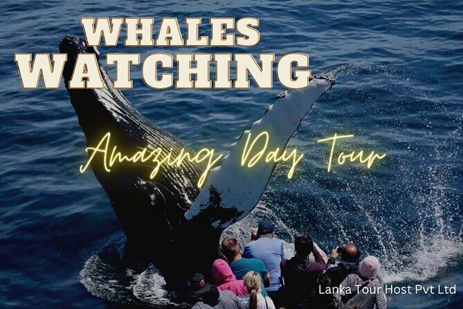 Whales Watching Mirissa Day Tour - Who Will Love This Tour?