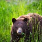 Whistler: Afternoon Bears Spotting Tour in Land Rover - An In-Depth Look at the Whistler Bear Viewing Experience